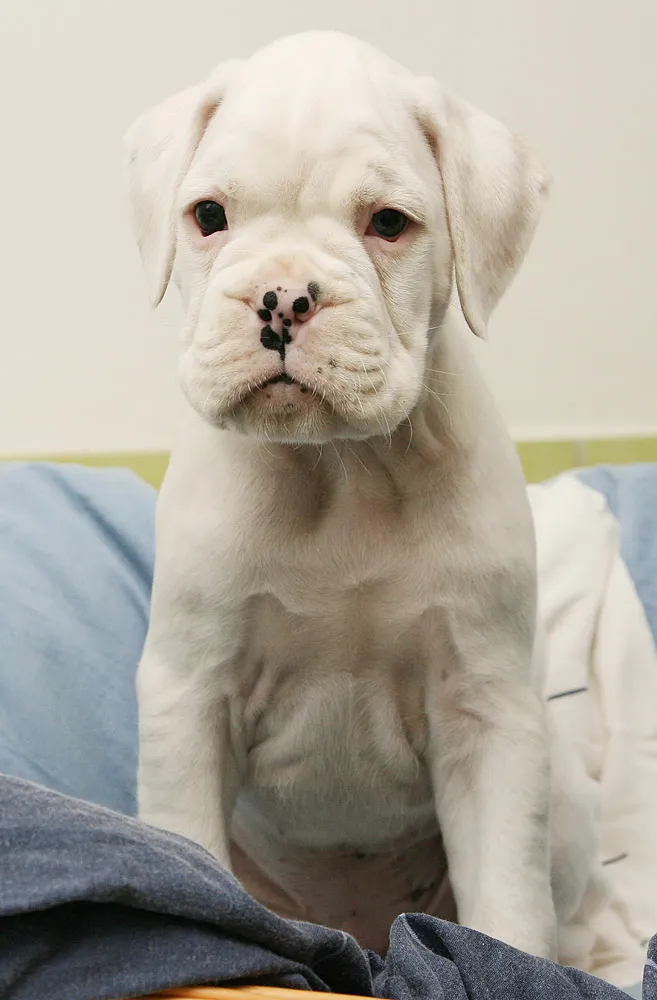Weißer Boxerwelpe  Blanko – Bild 1