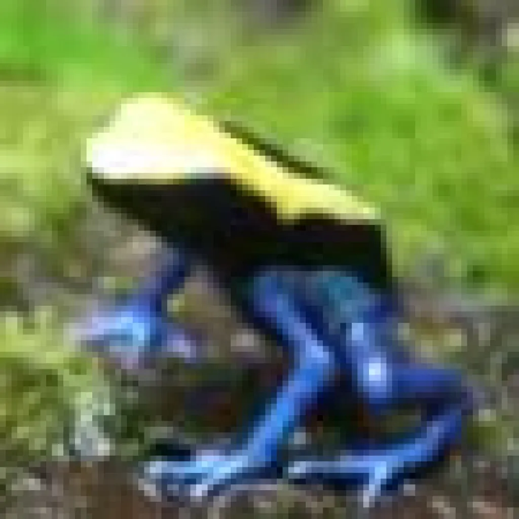 Sisifusfrosch – Bild 1