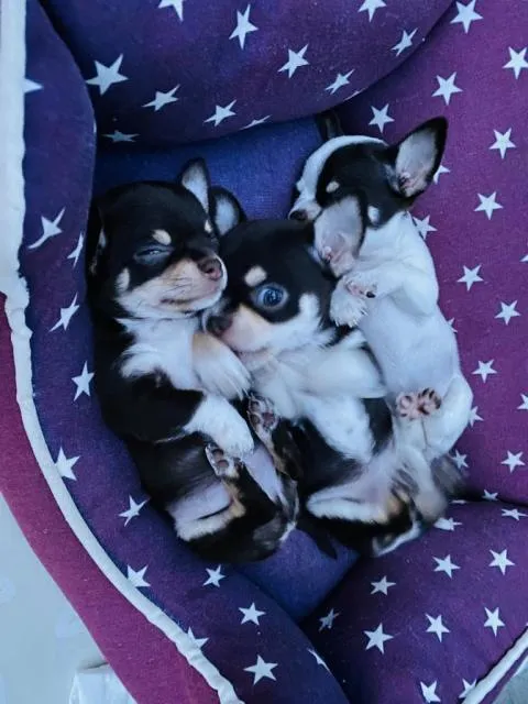 Chihuahua reinrassig – Bild 1