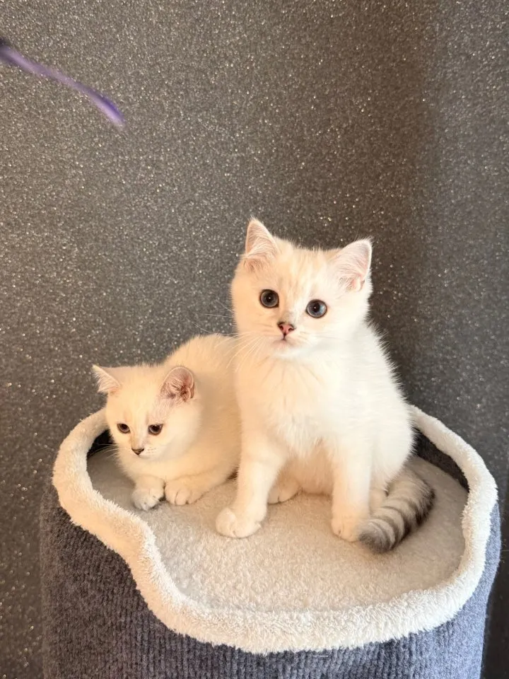 BKH/BLH Kitten mit Stammbaum in silver shaded point