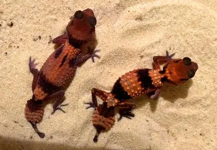 1.1 Nephrurus cinctus, CB 2023  Wunderschönes Pärchen!