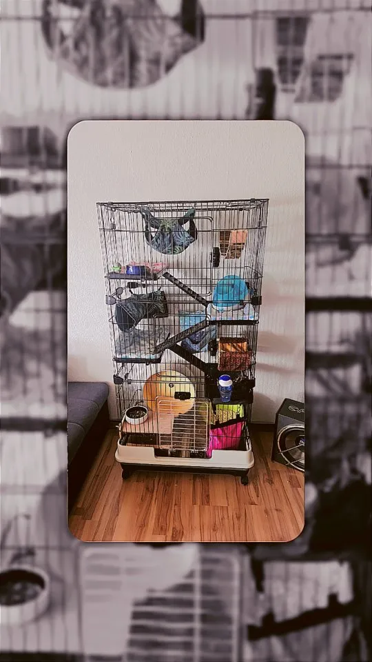 Chinchilla Pärchen – Bild 1