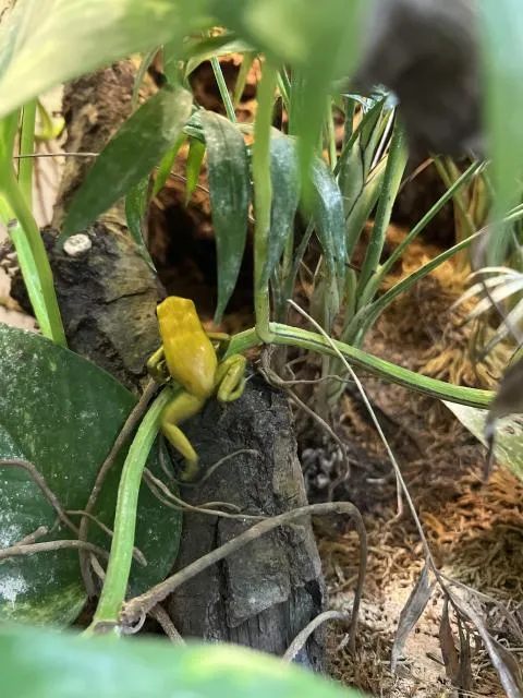 Verschenke 1 Schreckliche Pfeilgiftfrosch (Phyllobates terribilis) und 1 Färberf
