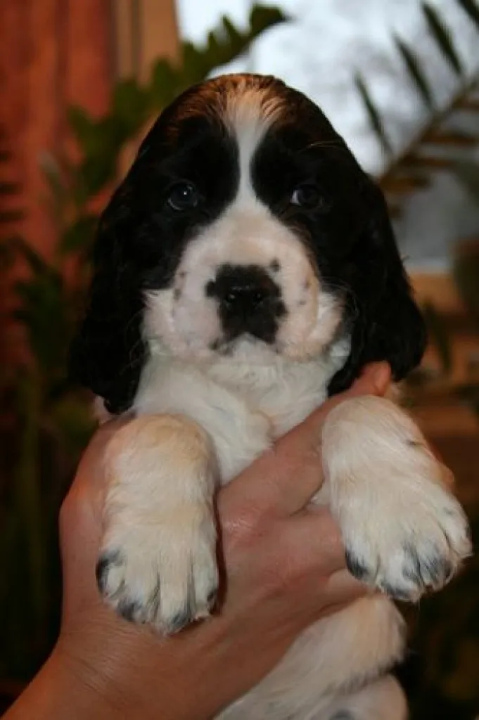 Englisch Springer Spaniel Welpen