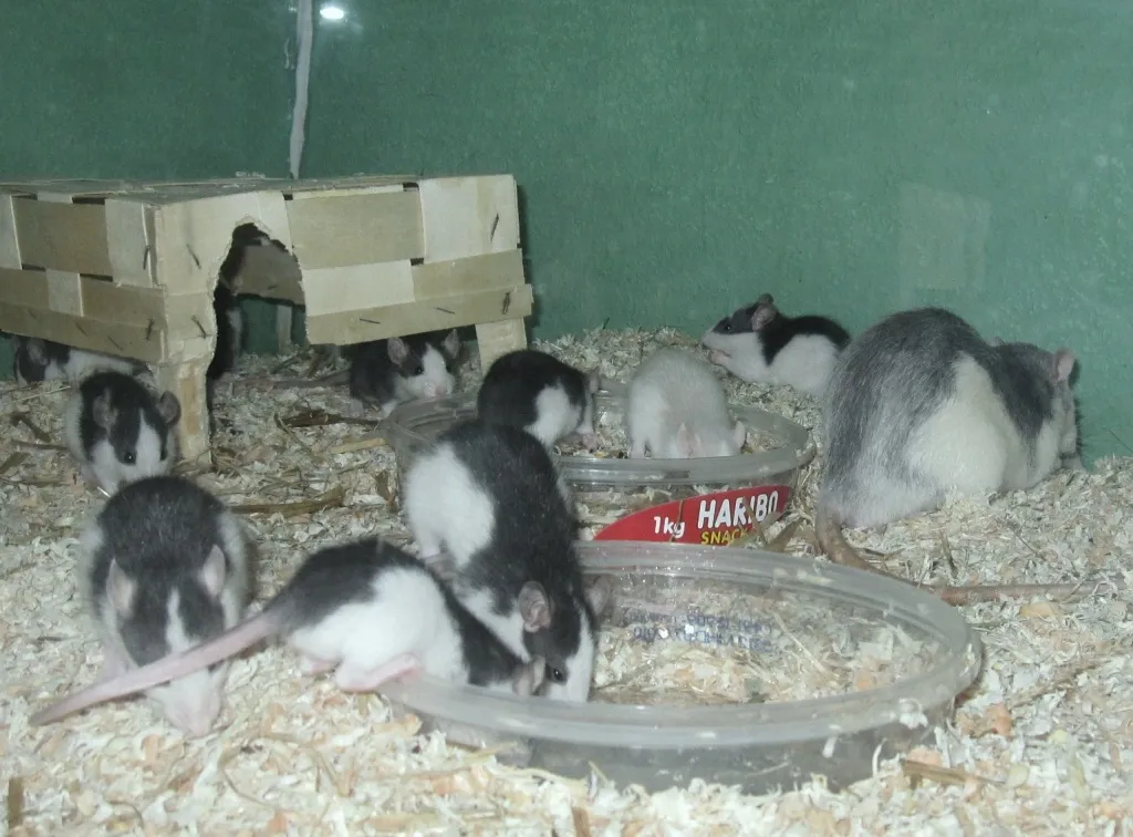 Futterraten