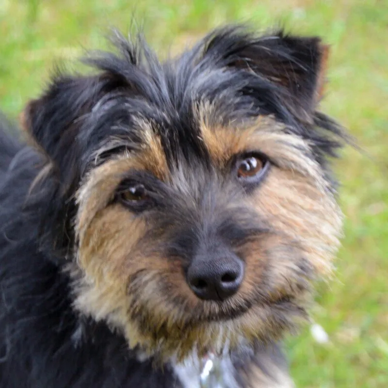 ELZA - weiblich  1 Jahr  25 cm  4 kg  Yorki-Mix  Gechipt  Kastriert
