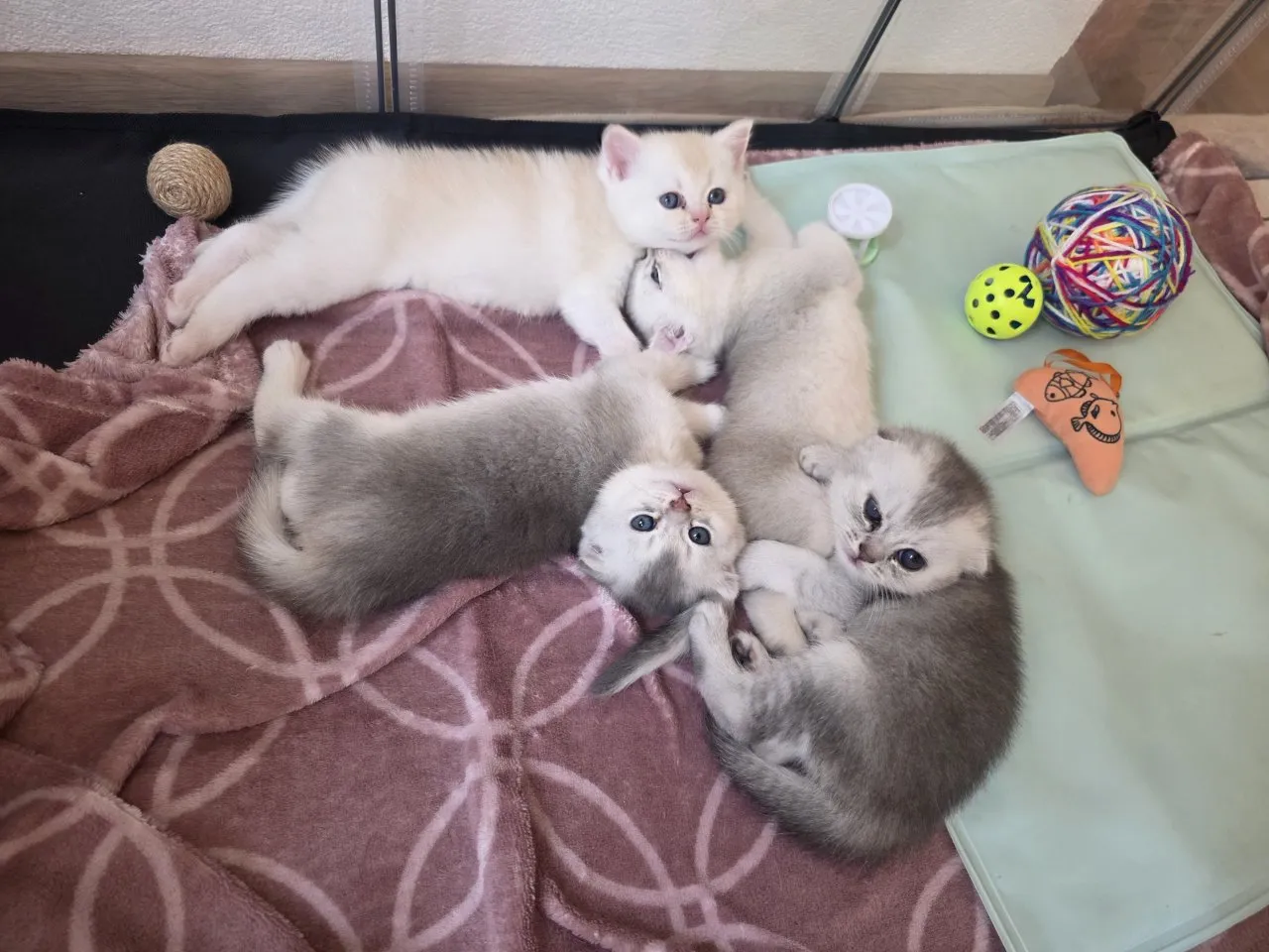 4 wunderschöne BKH-Mix-Kätzchen suchen ein liebevolles Zuhause ?