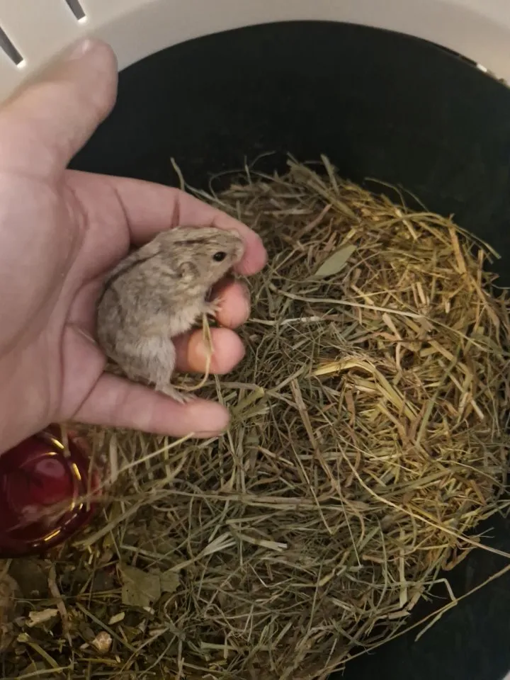 Steppenlemming (Männlich) abzugeben