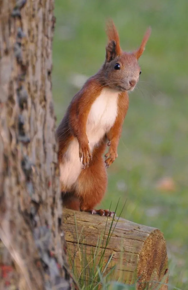 Eichhörnchen m + w von 2026