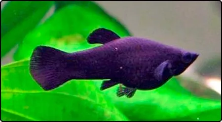 viele aquarienfische günstig abzugeben!
