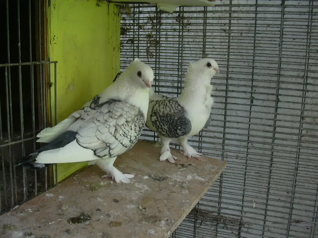 altorientalische mövchen