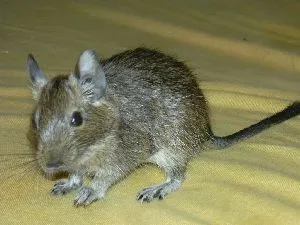 Noch 3 männliche Degu-Babys abzugeben!