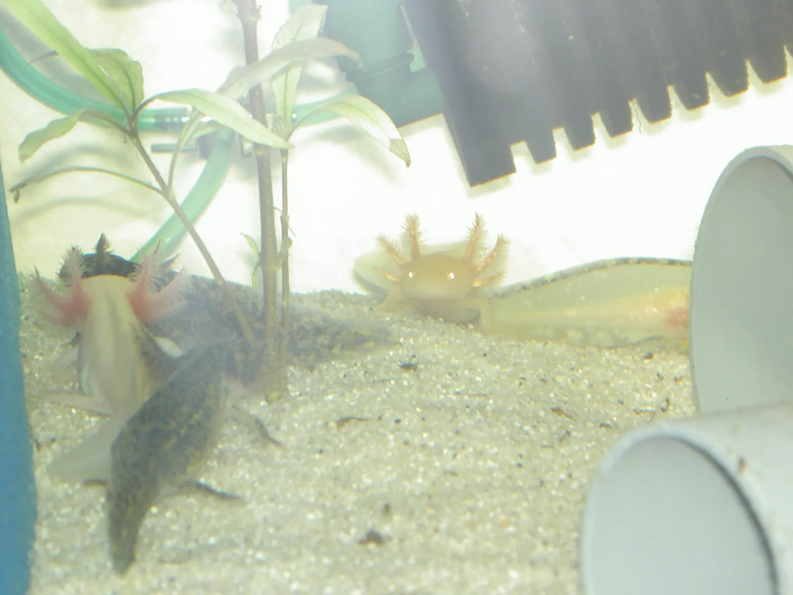 Axolotl Nachwuchs