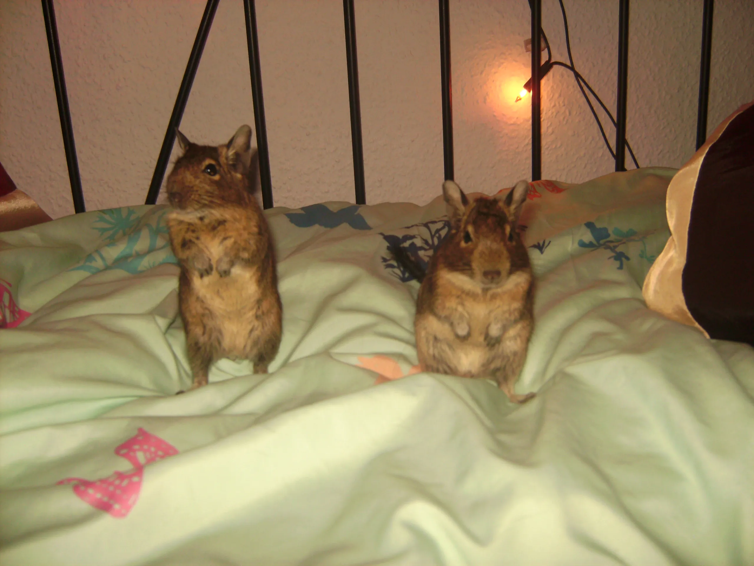 Suche eine liebevolle Familie für meine 2 Jahre alten Degu Männchen