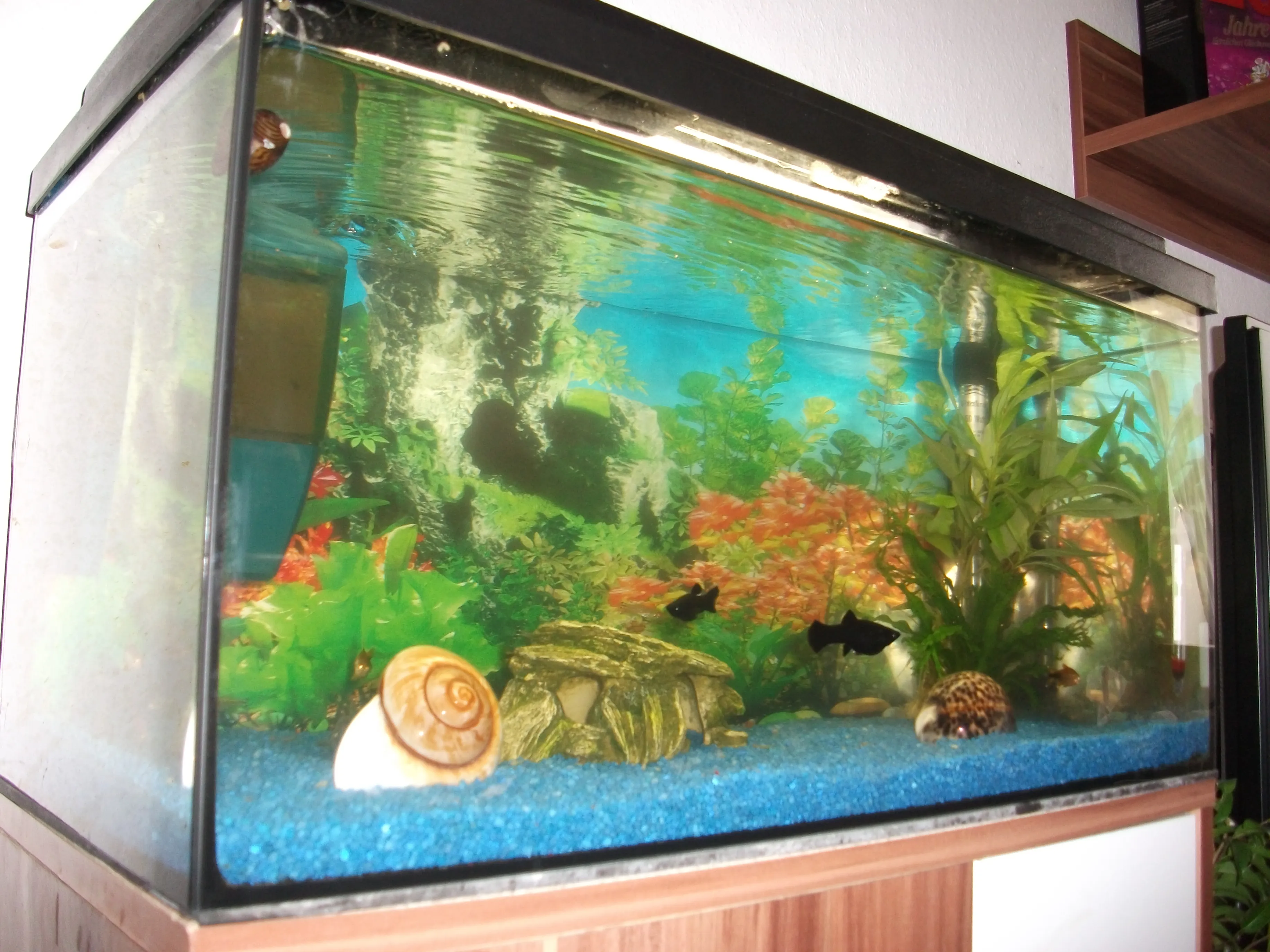 Aquarium mit 15 Fischen zuverkaufen – Bild 1