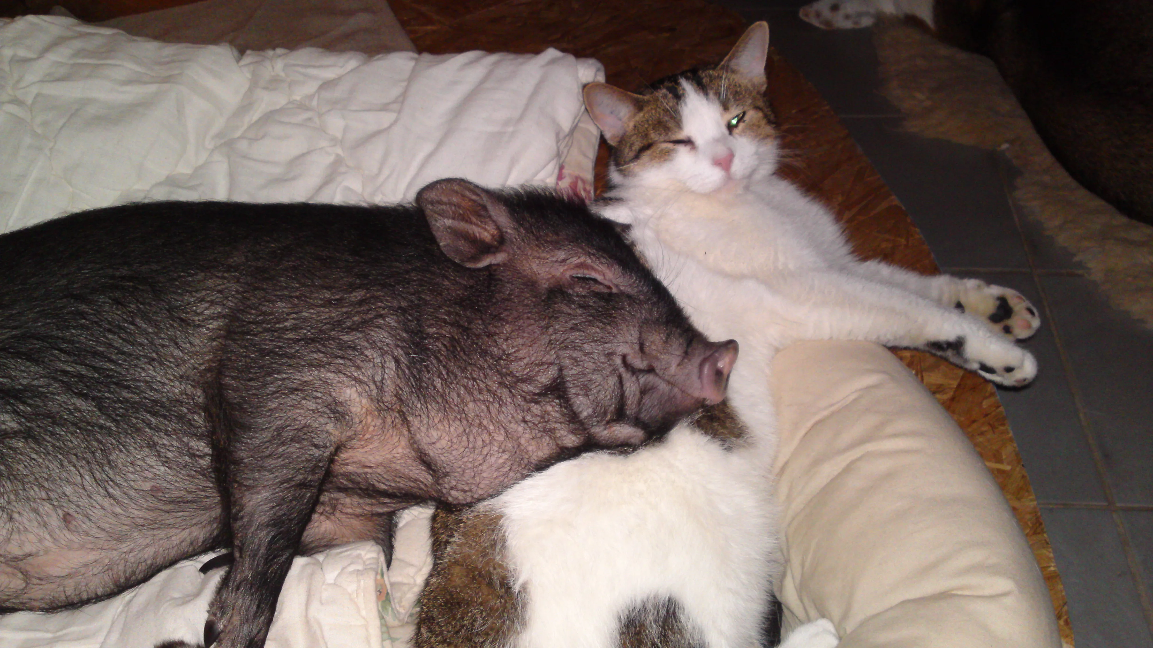 schweinchen maggy sucht ein neues zuhause
