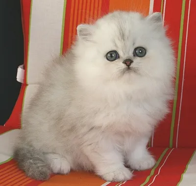 Perserbabys chinchilla und silver