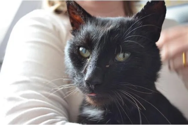 Salomon, schwarzer verschmuster Kater, sucht einen Menschen mit Herz!