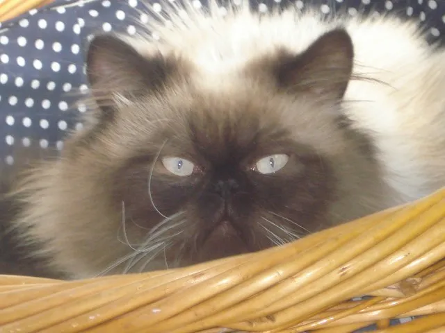perser deckkater