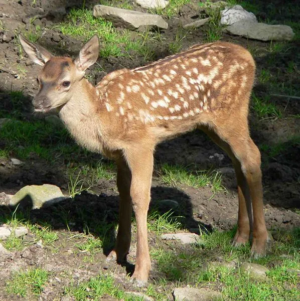 Wildgehege - Sachkunde - Lehrgang – Bild 1