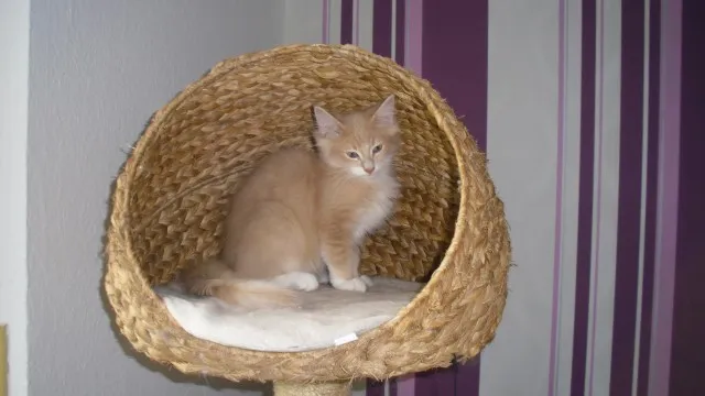 Norwegisches Waldkatzen Baby mit viel Fell,Luxpinselchen .