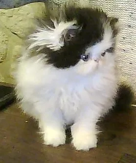 perserkitten
