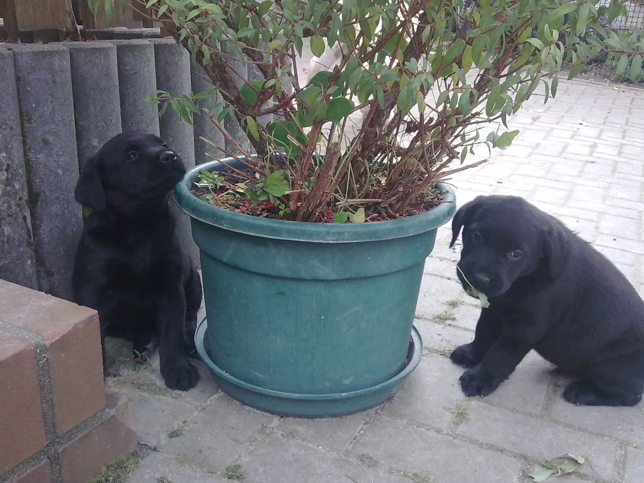Labrador Welpen abzugeben