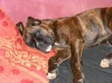 Boxer entlaufen – Bild 1