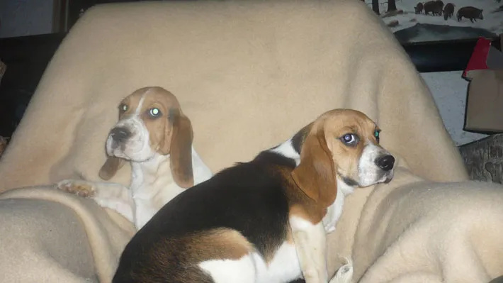 Traumhaft süße Beaglewelpen