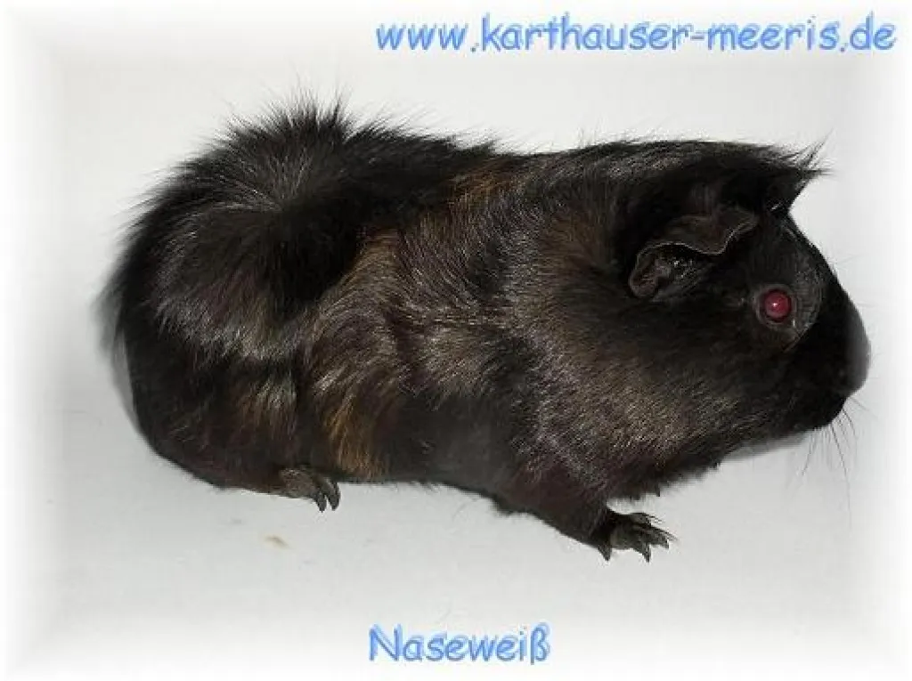 Meerschweinchen kastrierter Rosettenmix Bock ***ZAHM***