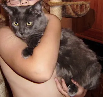 2 Jahre alter Maine Coon Kater grau nicht kastr. und nicht tätowiert – Bild 1