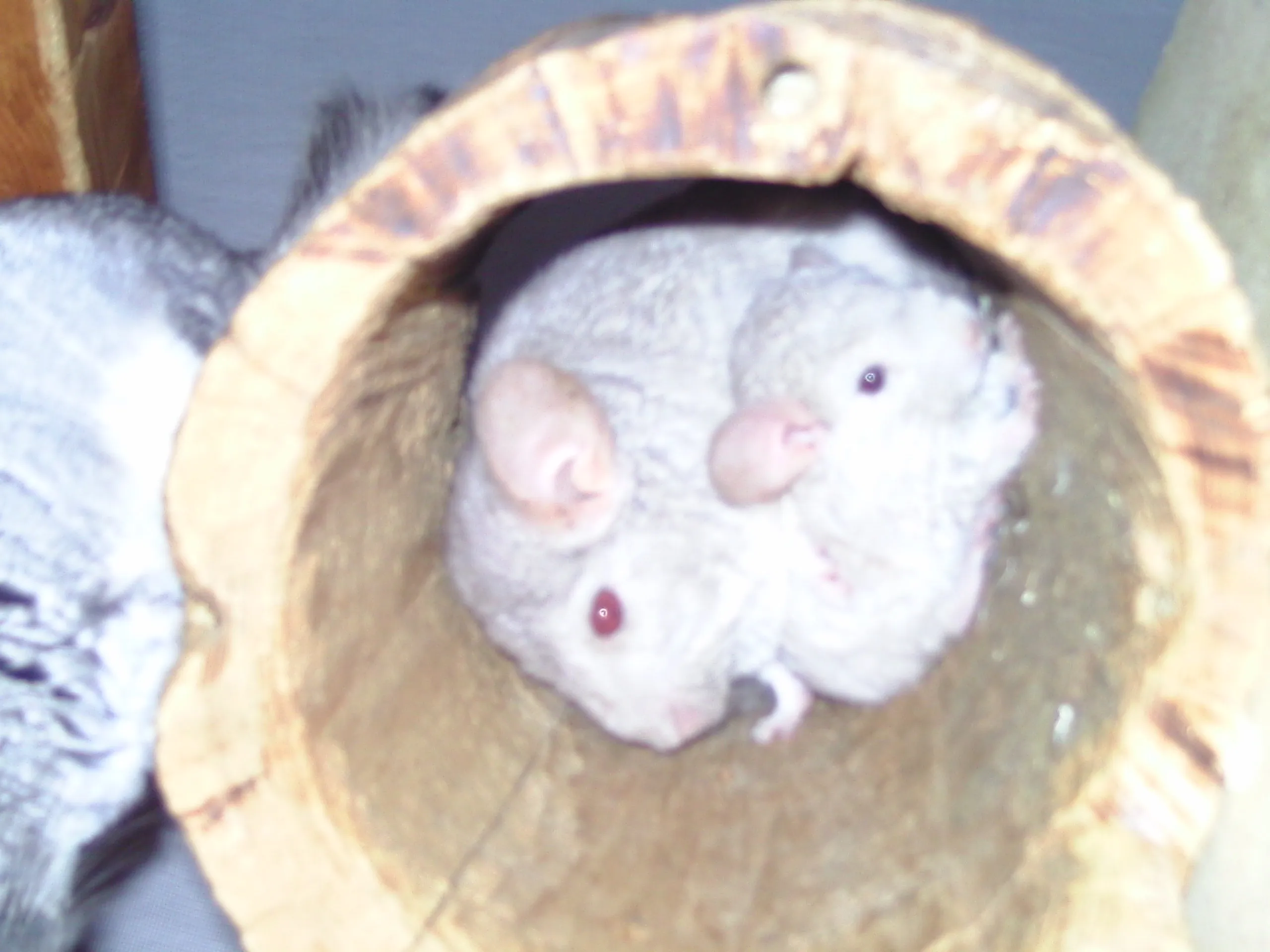 Junge Chinnchillas zum abgeben – Bild 1
