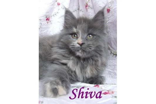 .. Bezaubernde Maine Coon Kitten ..