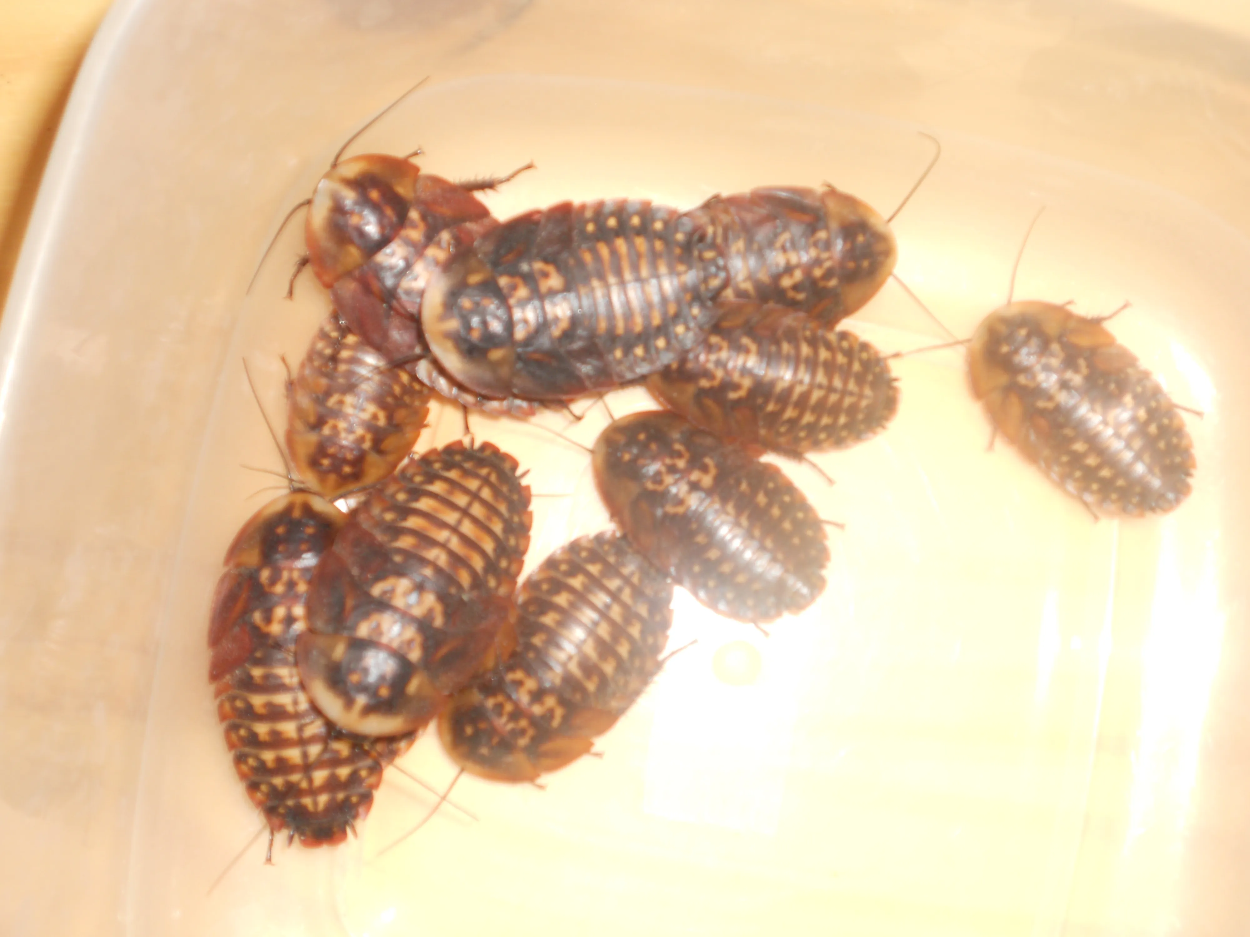 Schabe,Totenkpfschabe,Blaberus Craniifer – Bild 1