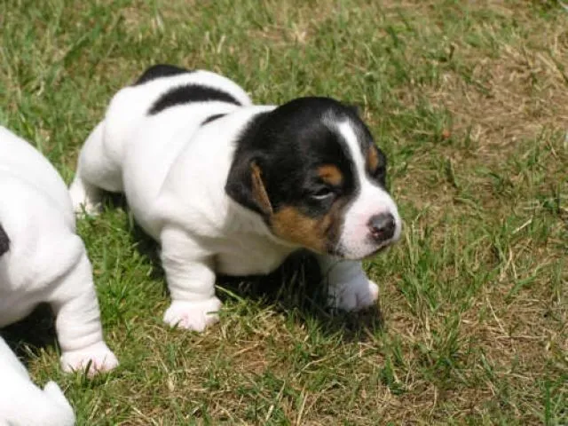 Jack russel welpen 8 wochen alt abzugeben