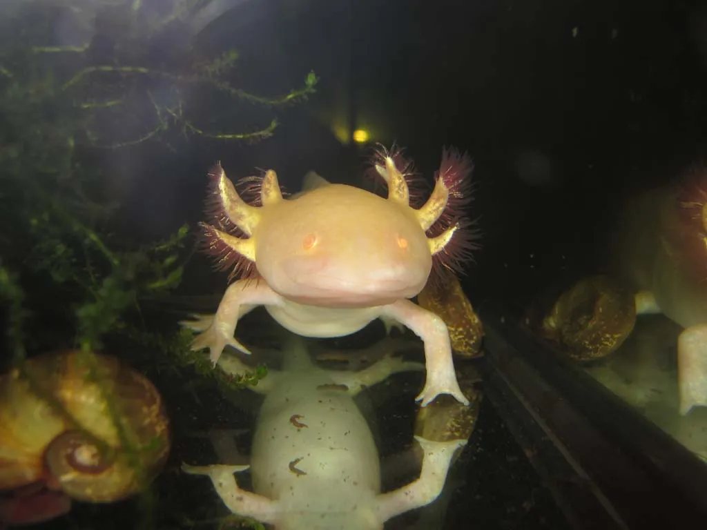 Axolotl, Wildtyp (braun) und Goldalbino – Bild 1