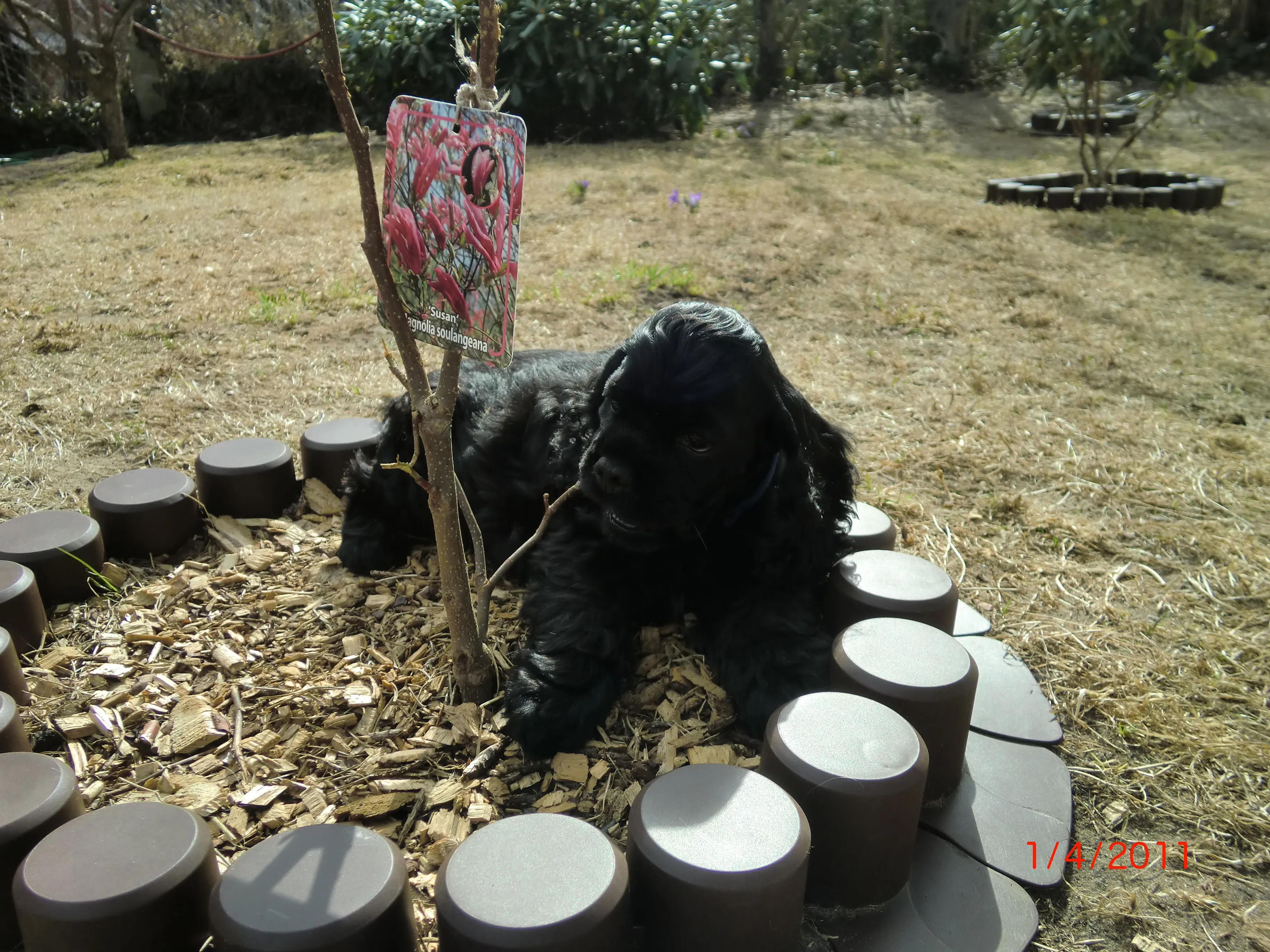 American Cocker Spaniel ---Welpen----