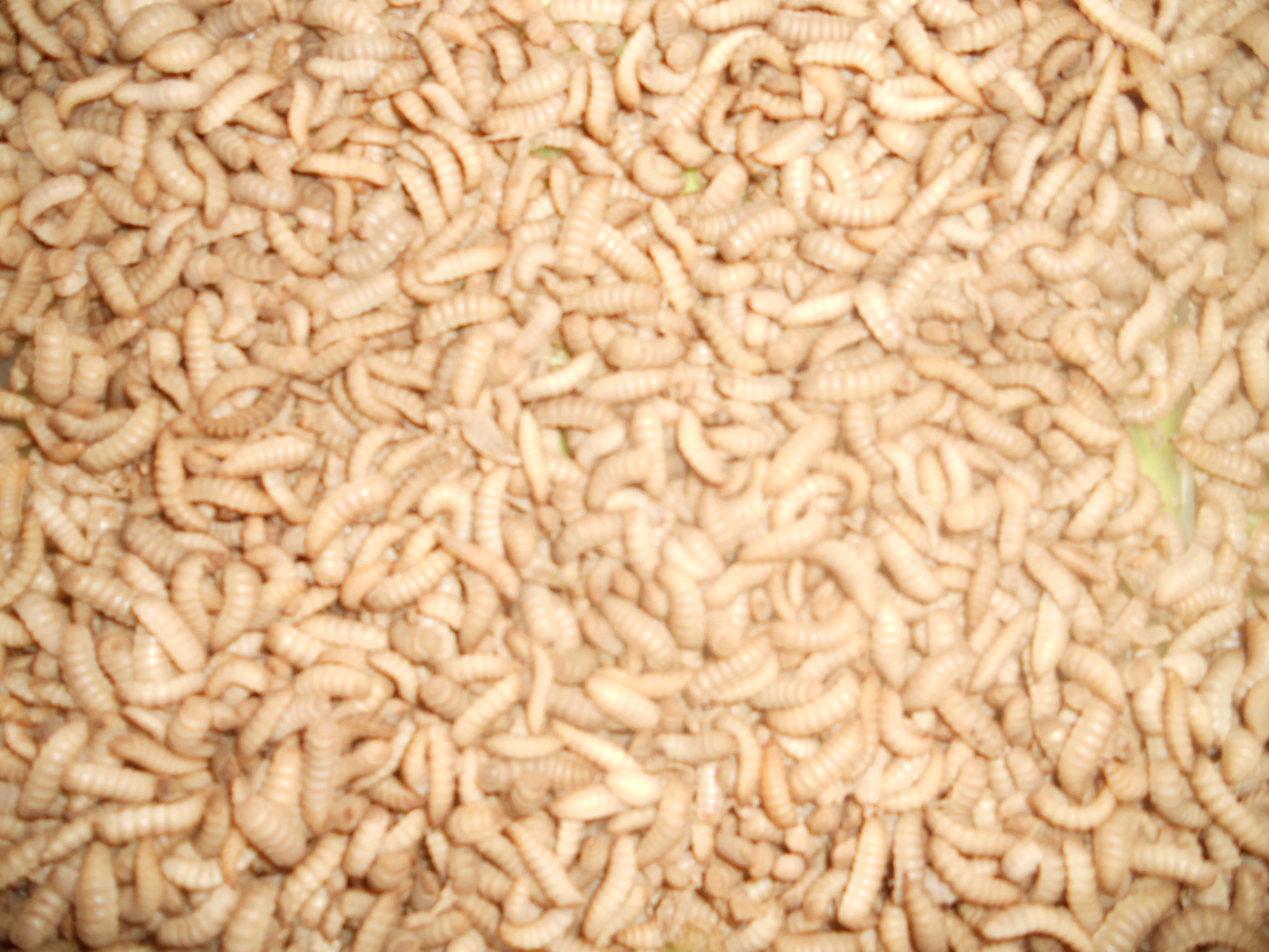 Soldatenfliegenmaden(Phönix Worms)