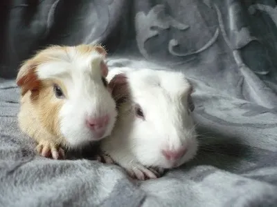 Cuys (Riesenmeerschweinchen) – Bild 1