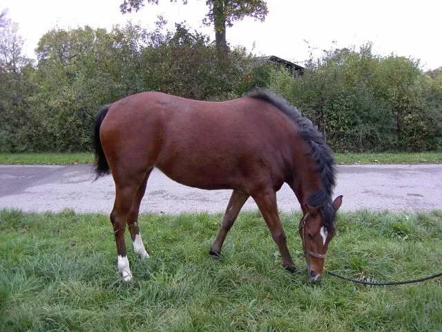 Biete Reitbeteiligung – Bild 1