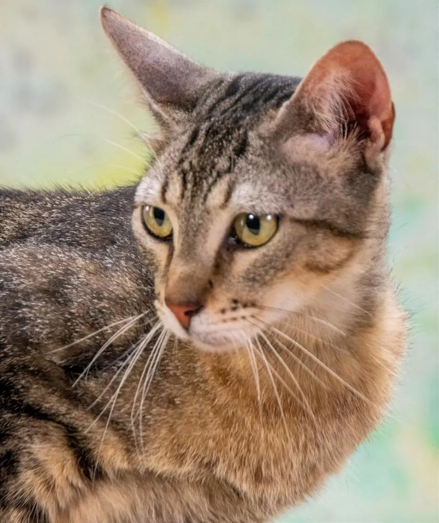 Rocky - ein ganz lieber Tiger