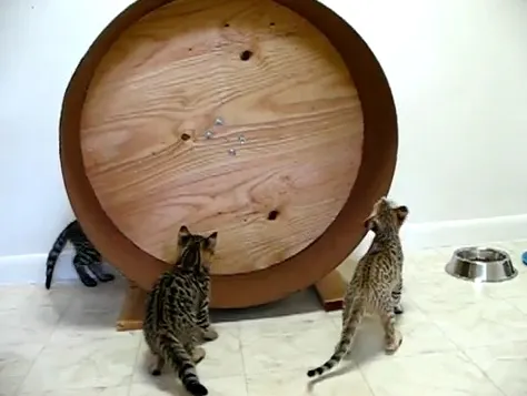Licensed Züchter F1-F6 Savannah Kitten,Ozelot Kätzchen, Karakal Kätzchen, Asian – Bild 1