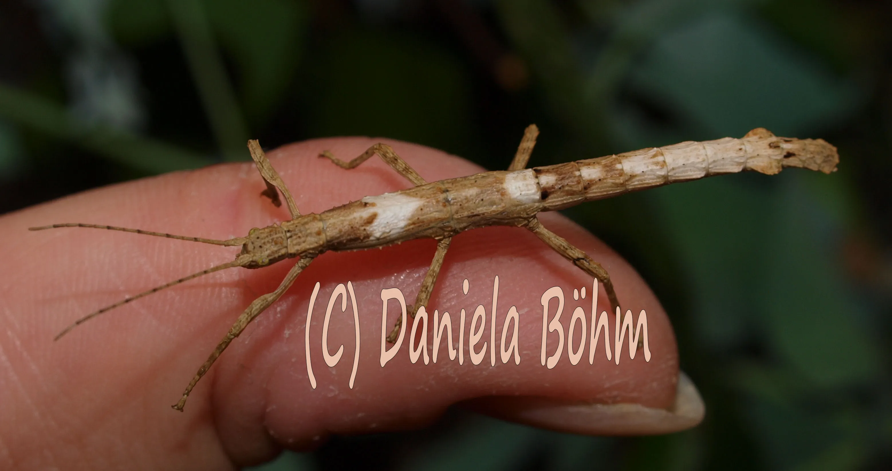 L. guerini