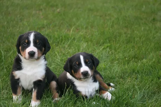 wunderschönen Appenzeller Sennenhund welpen