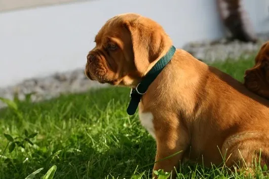Süße Bordeaux Doggen Welpen