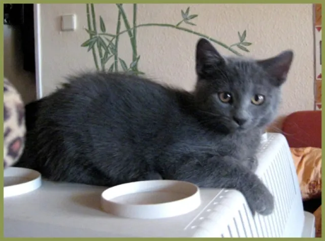 Wir suchen Pensionsfamilien! Unsere Tiere brauchen Sie!