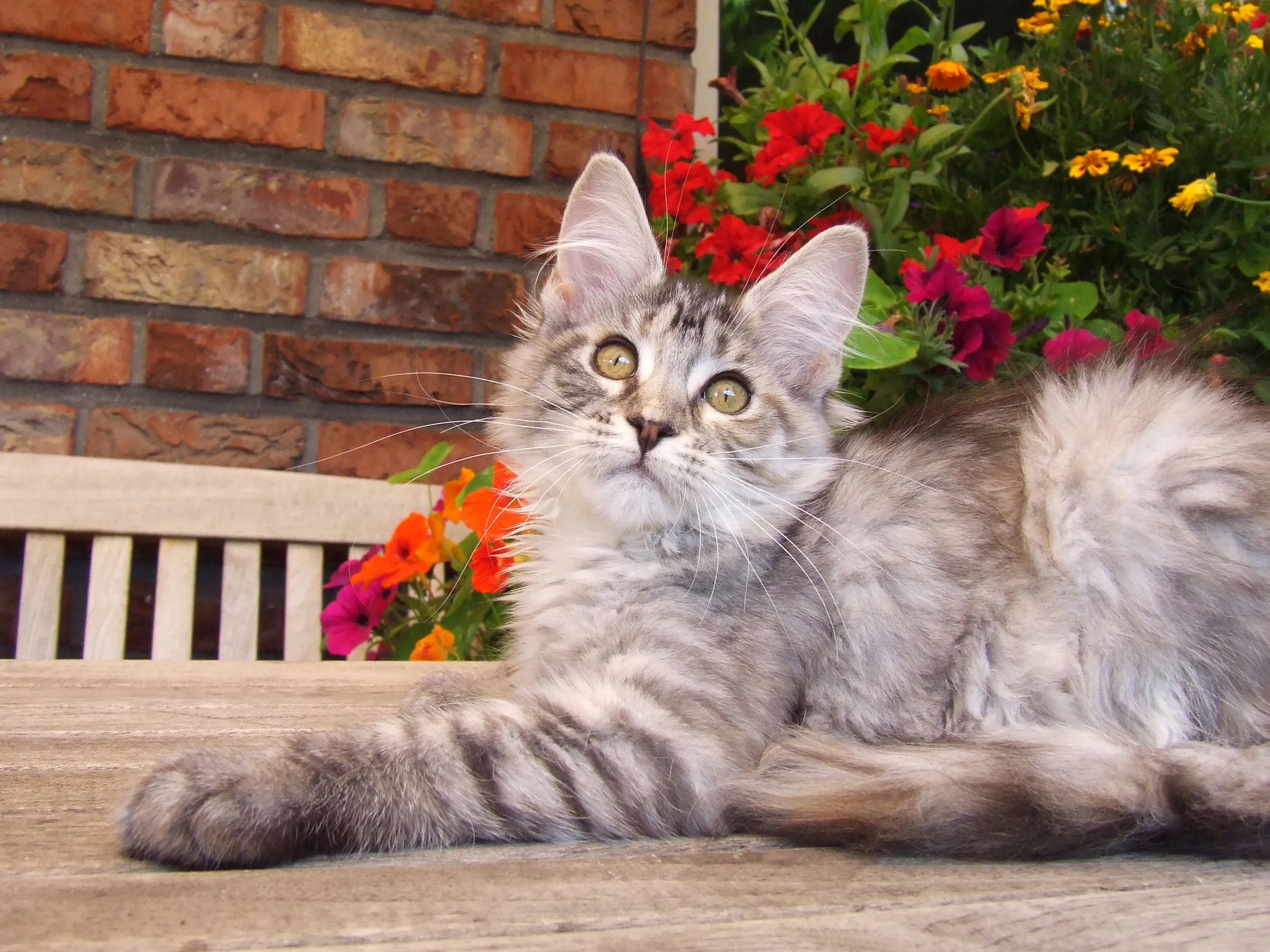 ..   Sehr typvolles Maine Coon Kitten    .. – Bild 1