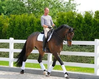 hanoverian pferd verkaufen