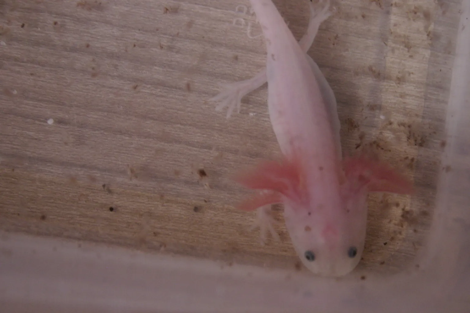 Axolotl Wildling Weissling Albino – Bild 1