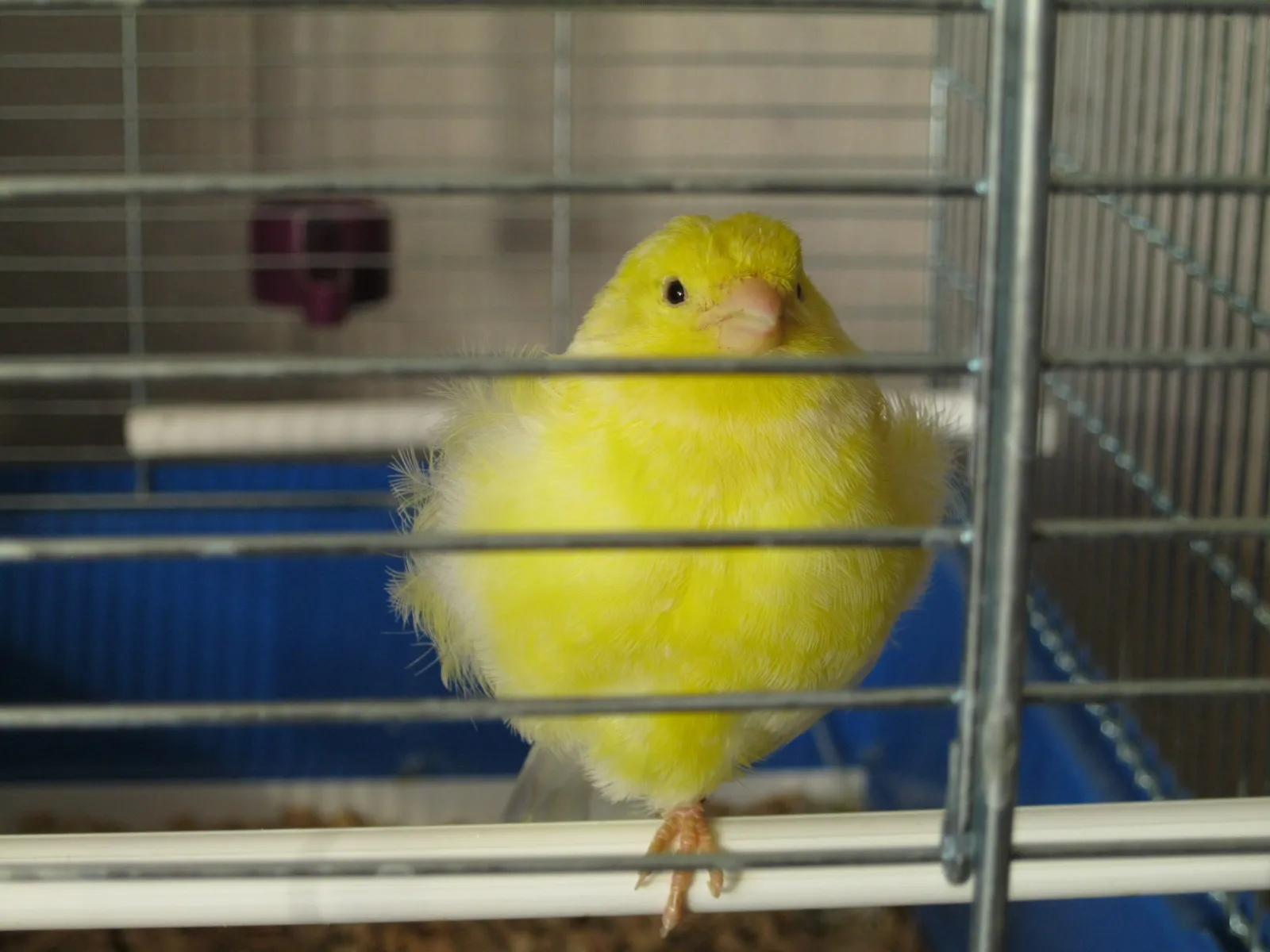 Würzburg, Kanarie (Henne), 1 Jahr, abzg., mit/ohne Zubehör